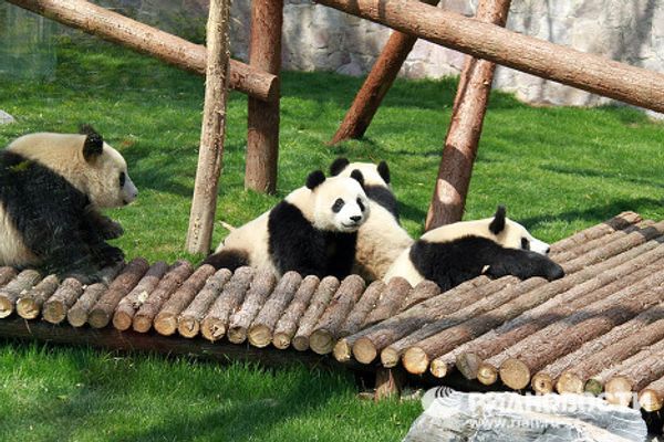 Giant pandas on tour: 14 hours for food and 10 for games and sleep Giant pandas on tour: 14 hours for food and 10 for games and sleep - Sputnik International
