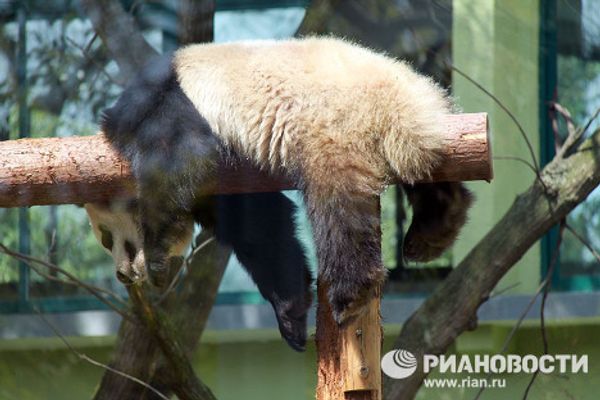 Giant pandas on tour: 14 hours for food and 10 for games and sleep Giant pandas on tour: 14 hours for food and 10 for games and sleep - Sputnik International