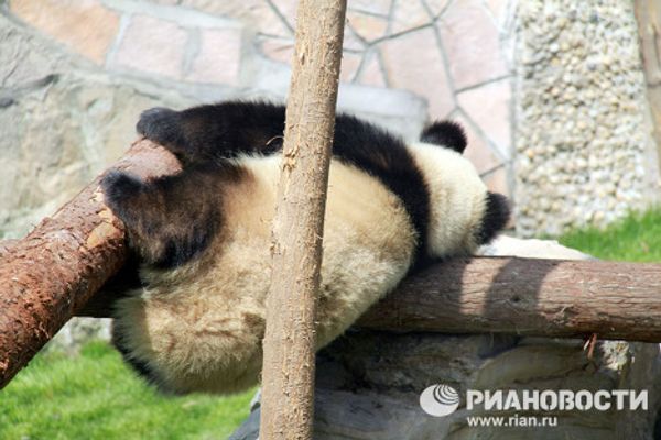 Giant pandas on tour: 14 hours for food and 10 for games and sleep Giant pandas on tour: 14 hours for food and 10 for games and sleep - Sputnik International