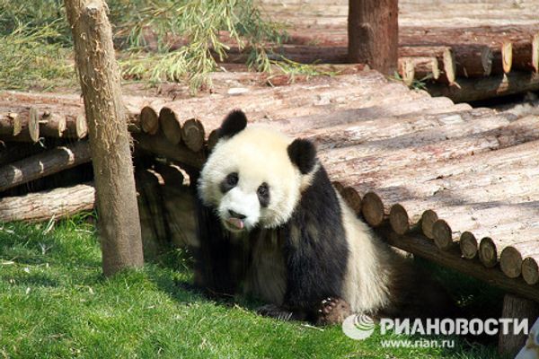 Giant pandas on tour: 14 hours for food and 10 for games and sleep Giant pandas on tour: 14 hours for food and 10 for games and sleep - Sputnik International
