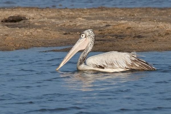 Yala National Park in Sri Lanka: a paradise for tourists, a blessing for scientists  - Sputnik International