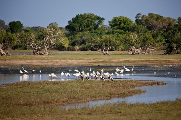 Yala National Park in Sri Lanka: a paradise for tourists, a blessing for scientists  - Sputnik International