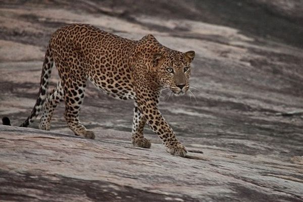 Yala National Park in Sri Lanka: a paradise for tourists, a blessing for scientists  - Sputnik International