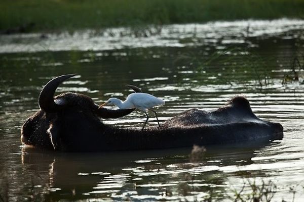 Yala National Park in Sri Lanka: a paradise for tourists, a blessing for scientists  - Sputnik International