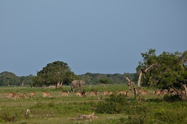 Yala National Park in Sri Lanka: a paradise for tourists, a blessing for scientists  - Sputnik International