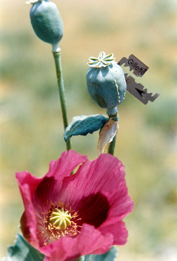 Russia and NATO divided over Afghan opium - Sputnik International