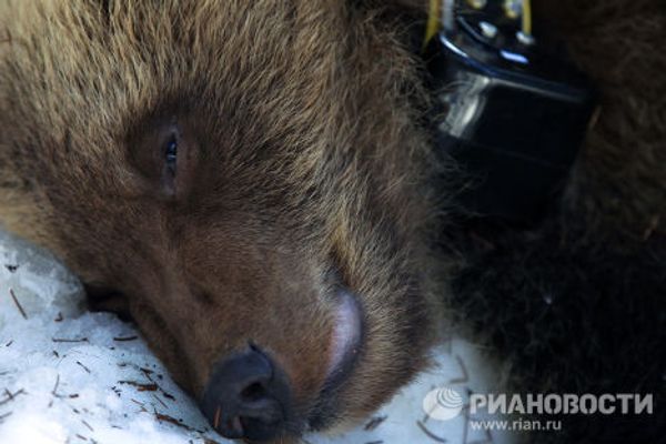 Bear nurses: International Fund for Animal Welfare team rescues bear cubs - Sputnik International