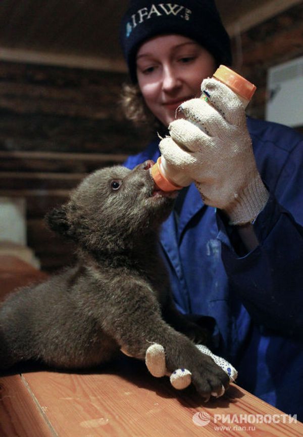 Bear nurses: International Fund for Animal Welfare team rescues bear cubs - Sputnik International