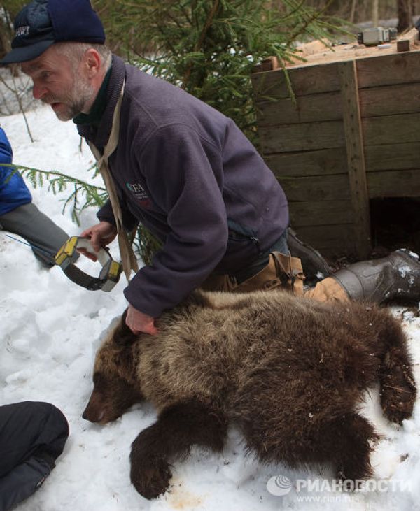 Bear nurses: International Fund for Animal Welfare team rescues bear cubs - Sputnik International