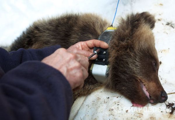Bear nurses: International Fund for Animal Welfare team rescues bear cubs - Sputnik International
