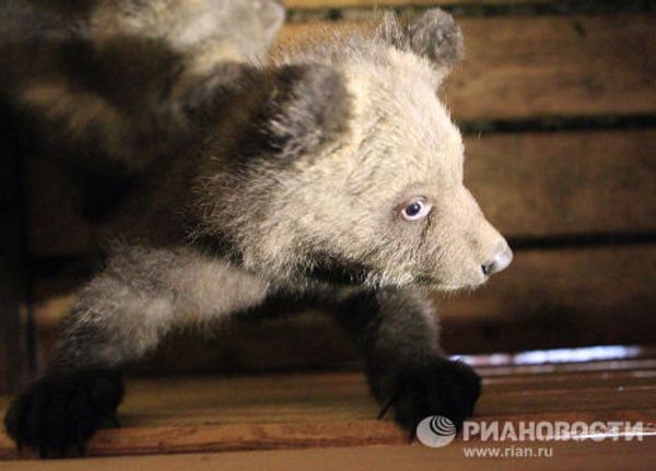 Bear nurses: International Fund for Animal Welfare team rescues bear cubs - Sputnik International