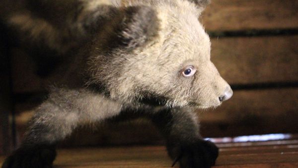 A bear cub - Sputnik International