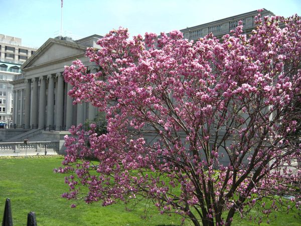 Spring comes to Washington - Sputnik International