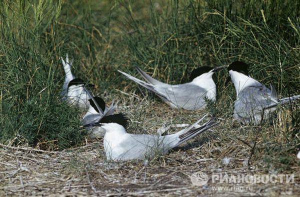 Bird records: the strongest, the fastest, the most beautiful Bird records: the strongest, the fastest, the most beautiful - Sputnik International