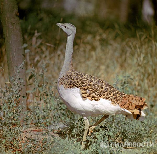 Bird records: the strongest, the fastest, the most beautiful Bird records: the strongest, the fastest, the most beautiful - Sputnik International