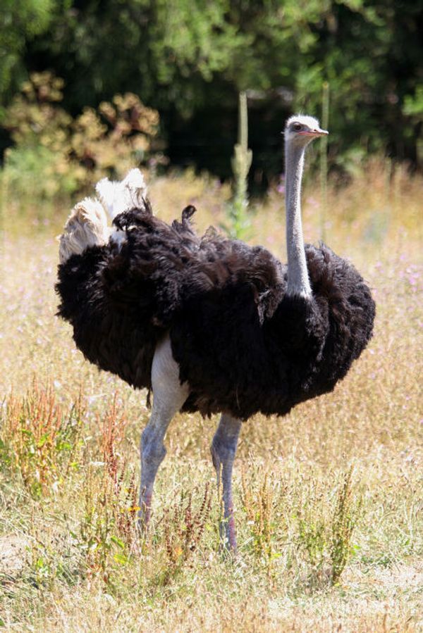 Bird records: the strongest, the fastest, the most beautiful Bird records: the strongest, the fastest, the most beautiful - Sputnik International