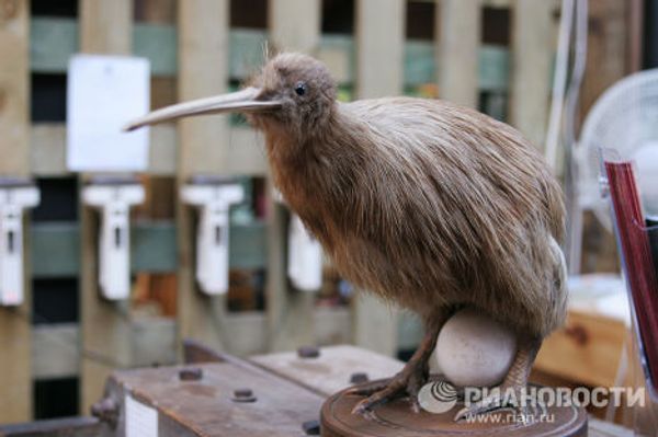 Bird records: the strongest, the fastest, the most beautiful Bird records: the strongest, the fastest, the most beautiful - Sputnik International