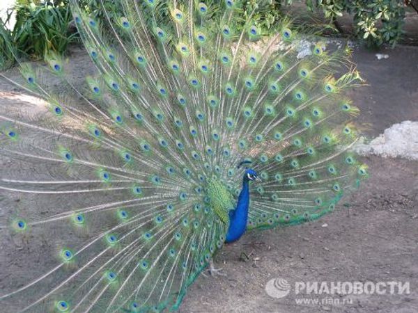 Bird records: the strongest, the fastest, the most beautiful Bird records: the strongest, the fastest, the most beautiful - Sputnik International