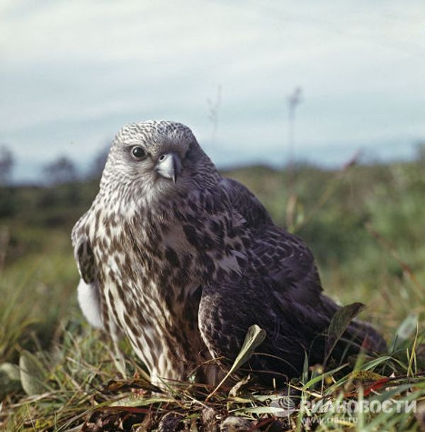 Bird records: the strongest, the fastest, the most beautiful Bird records: the strongest, the fastest, the most beautiful - Sputnik International