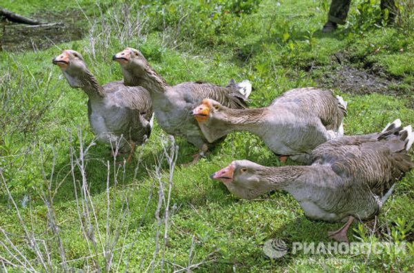 Bird records: the strongest, the fastest, the most beautiful Bird records: the strongest, the fastest, the most beautiful - Sputnik International