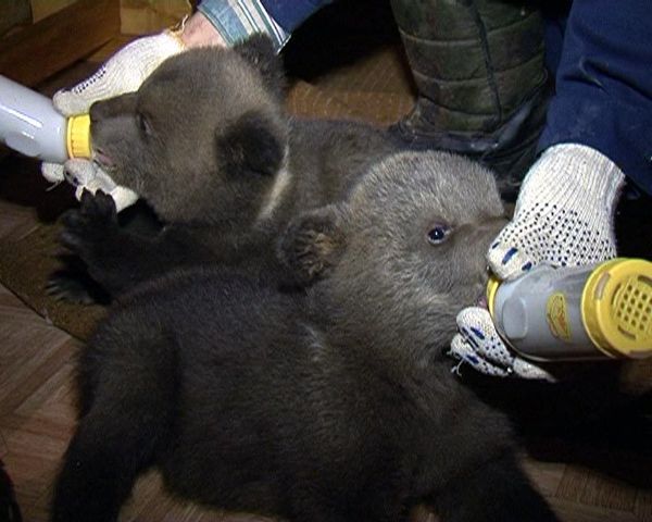 Environmentalists feed orphaned bear cubs  - Sputnik International