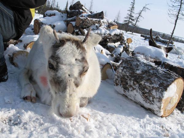 Census a challenge in the remote areas of Yamal Census a challenge in the remote areas of Yamal - Sputnik International