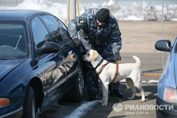 Dogs and their owners face off - Sputnik International