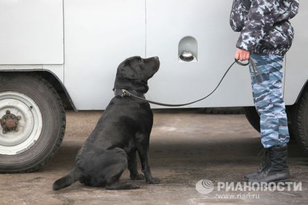 Dogs and their owners face off - Sputnik International