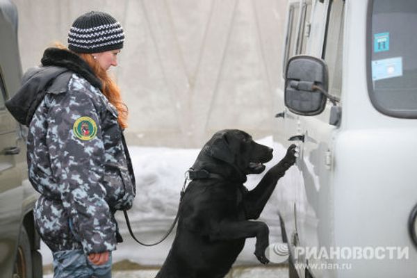 Dogs and their owners face off - Sputnik International