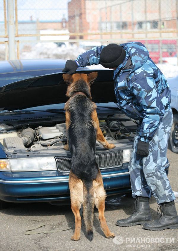 Dogs and their owners face off - Sputnik International