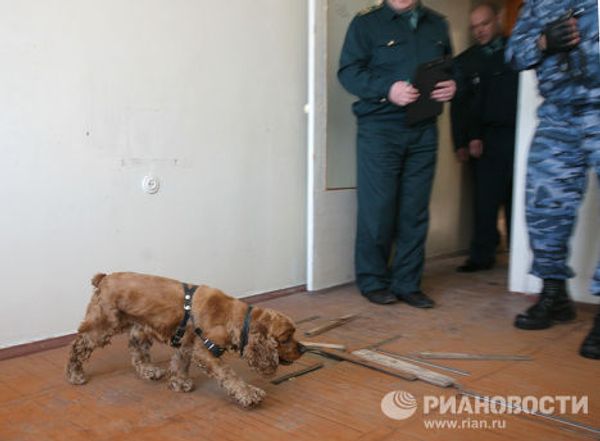 Dogs and their owners face off - Sputnik International