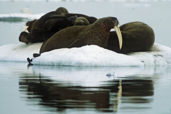 Atlantic walruses - Sputnik International