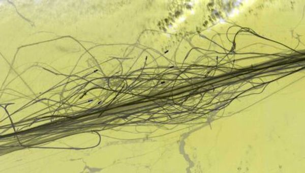 The Arctic as seen from space and Earth - Sputnik International
