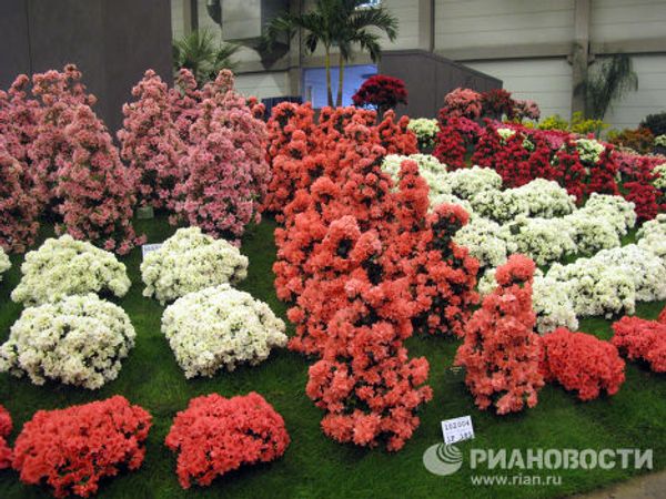 Floral delights at Floralies of Ghent Floral delights at Floralies of Ghent - Sputnik International
