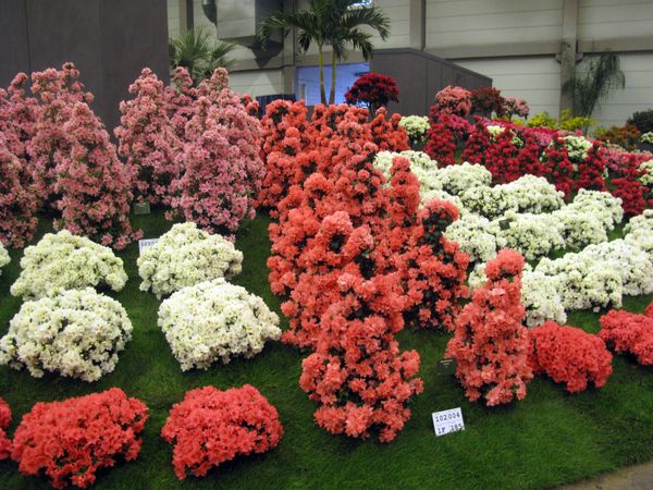 Floral delights at Floralies of Ghent - Sputnik International