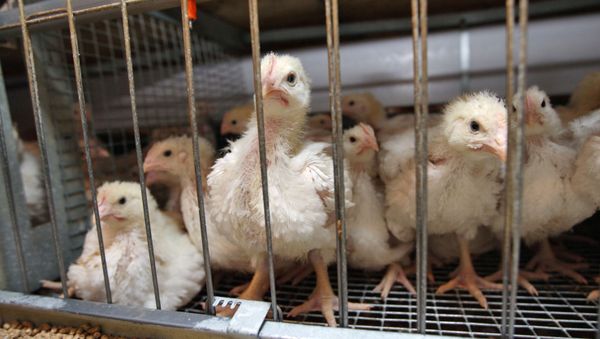 South Korea banned all poultry products coming from Britain and the Netherlands after cases of bird flu were reported in both countries. South Korea banned all poultry products coming from Britain and the Netherlands after cases of bird flu were reported in both countries. - Sputnik International