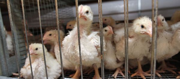 South Korea banned all poultry products coming from Britain and the Netherlands after cases of bird flu were reported in both countries. - Sputnik International