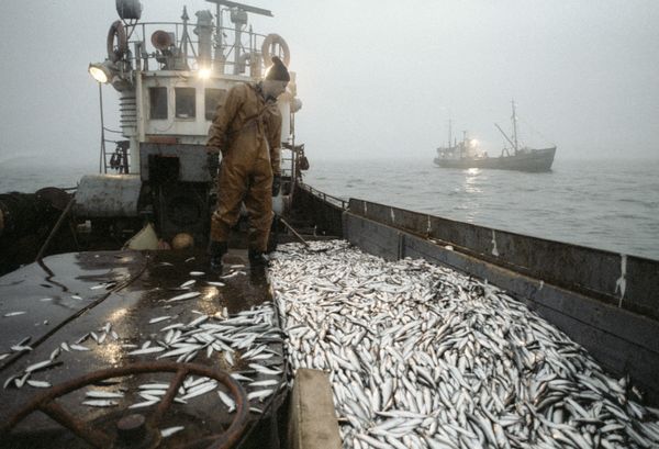 The European Seafood Exposition focuses on fresh fish, seafood and canned fish - Sputnik International