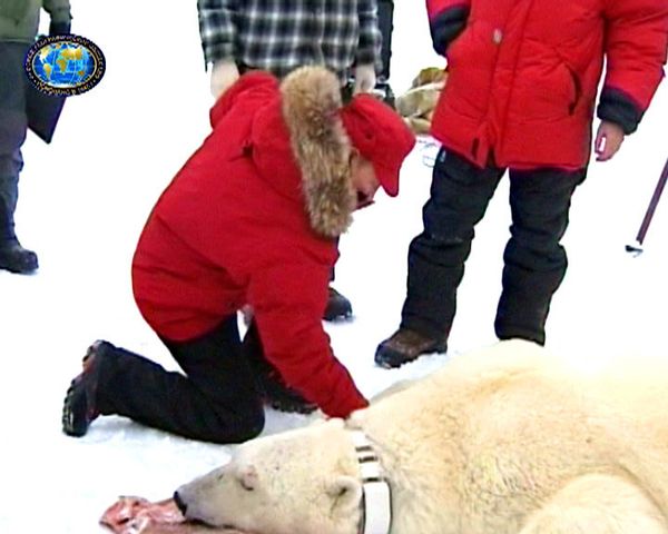 Putin tags polar bear for Russian Arctic research project Putin tags polar bear for Russian Arctic research project - Sputnik International