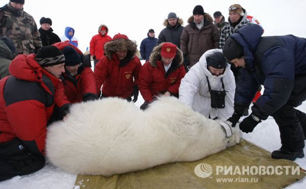 Putin and the polar bear on Franz Josef Land - Sputnik International