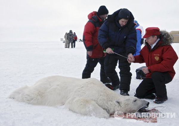 Putin and the polar bear on Franz Josef Land - Sputnik International