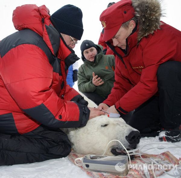 Putin and the polar bear on Franz Josef Land - Sputnik International