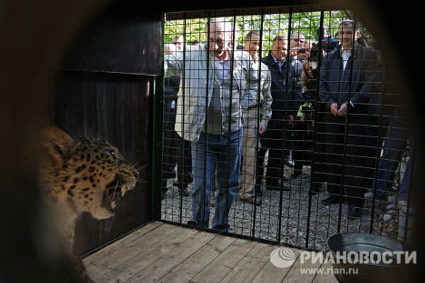 Putin face-to-face with a predator Putin face-to-face with a predator - Sputnik International