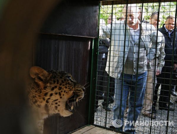 Putin face-to-face with a predator Putin face-to-face with a predator - Sputnik International
