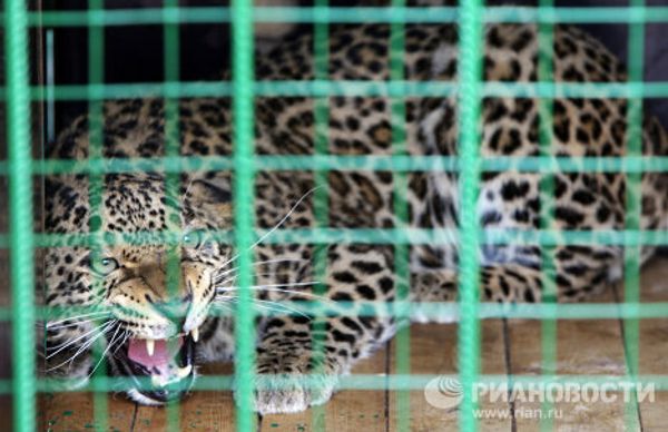 Putin face-to-face with a predator Putin face-to-face with a predator - Sputnik International