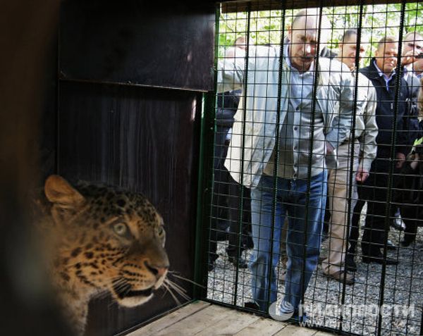 Putin face-to-face with a predator Putin face-to-face with a predator - Sputnik International