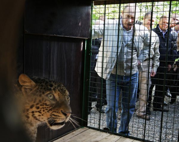 Putin face-to-face with a predator - Sputnik International