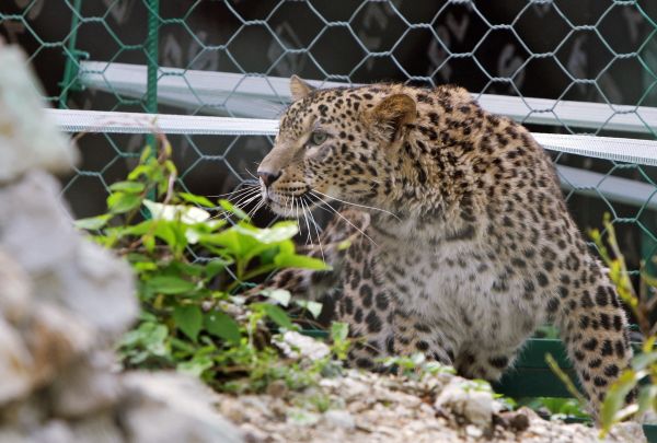 Iranian leopards make themselves at home in Russia's Sochi Iranian leopards make themselves at home in Russia's Sochi - Sputnik International