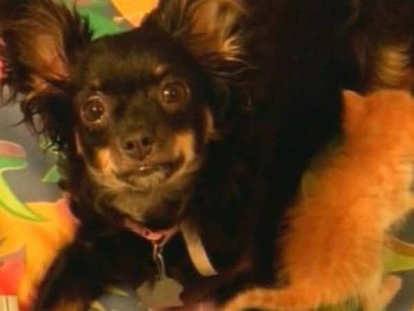 Kittens mothered by Kittens mothered by dog - Sputnik International