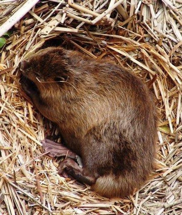 Rescuing a beaver - Sputnik International